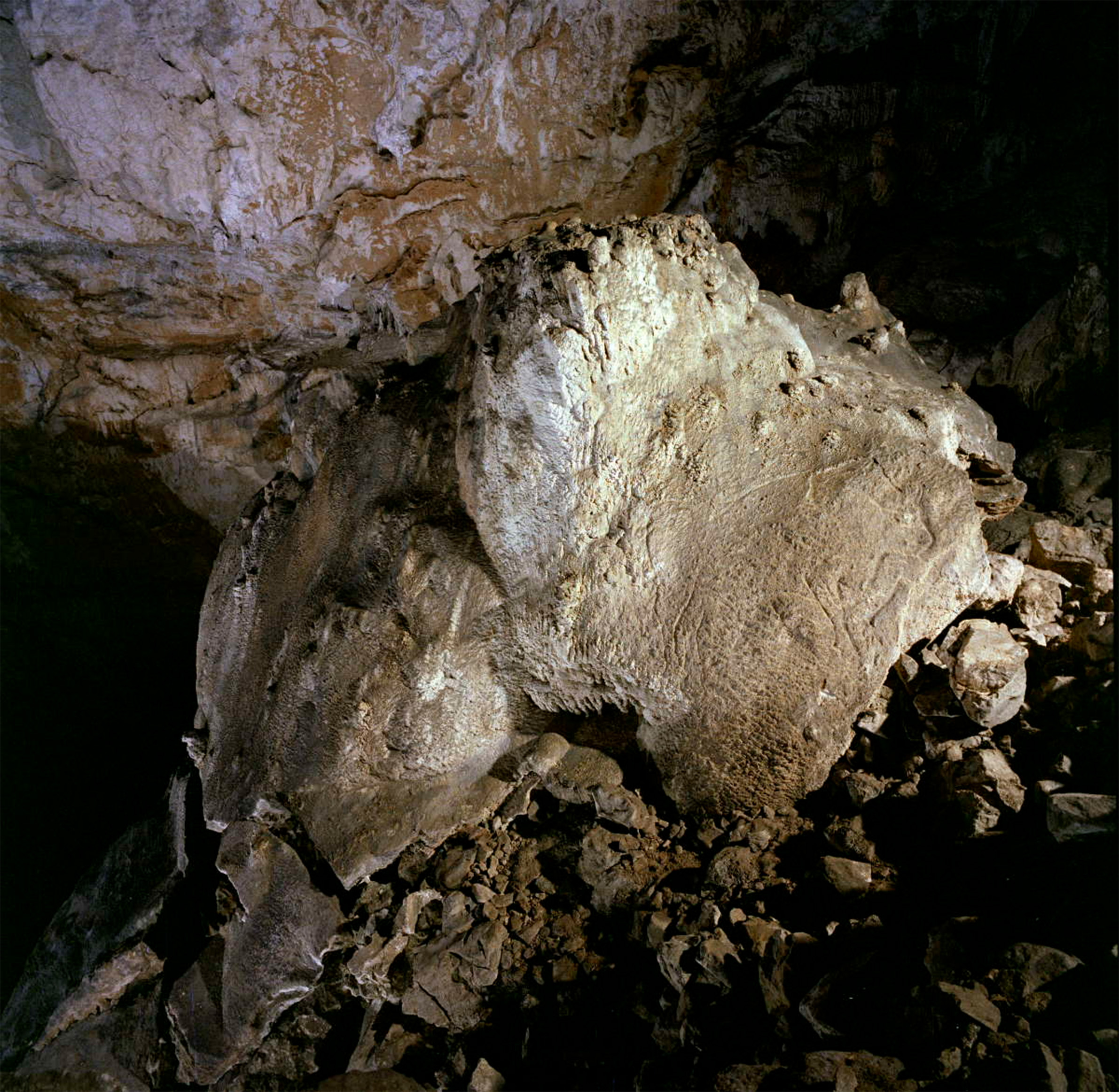 Bisonte de la cueva de Coímbre